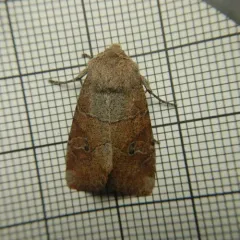Norman's Quaker thumbnail 2