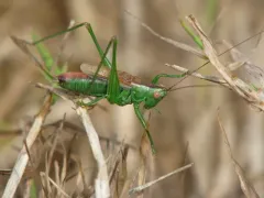 Short-winged Conehead thumbnail 4