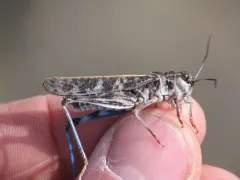 Pard Grasshopper thumbnail 2