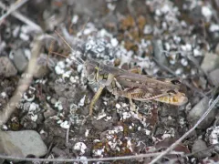 Flabellate Grasshopper thumbnail 2
