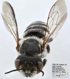 Megachile apicalis thumbnail 4