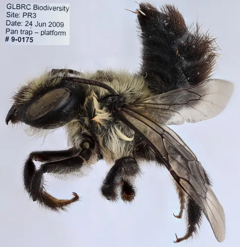 Small-handed Leaf-cutter Bee
