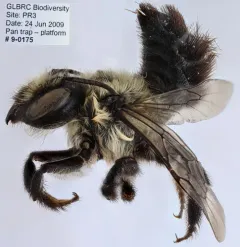 Small-handed Leaf-cutter Bee thumbnail 1