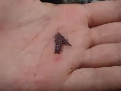 Pentidotea schmitti thumbnail 4