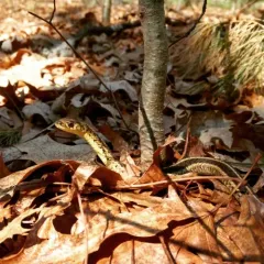 Common Garter Snake thumbnail 5