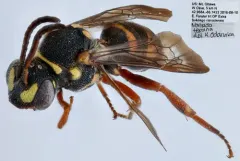 Texas Nomad Bee thumbnail 2