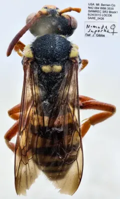 Superb Nomad Bee thumbnail 3