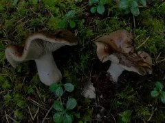 Russula acrifolia thumbnail 2