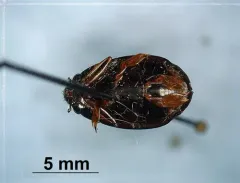 Dineutus assimilis thumbnail 3