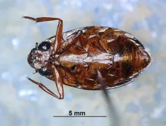 Dineutus discolor thumbnail 2