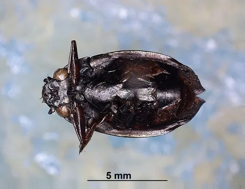 Dineutus hornii