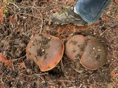 Queen Bolete thumbnail 4
