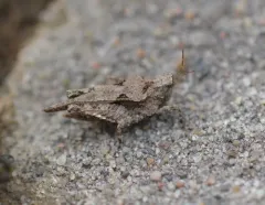 Obscure Grouse Locust thumbnail 2