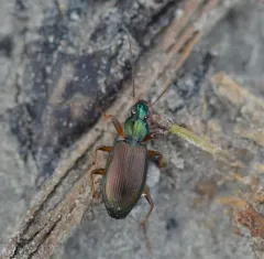Agonum extensicolle thumbnail 2