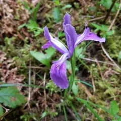 Oregon iris thumbnail 4