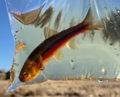 Northern Pearl Dace thumbnail 3