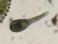 Stentor multiformis thumbnail 4
