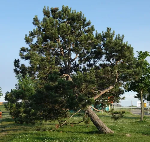 black pine