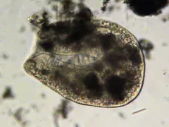 Bursaria truncatella thumbnail 2