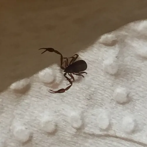 House Pseudoscorpion