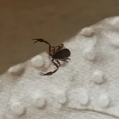 House Pseudoscorpion thumbnail 1