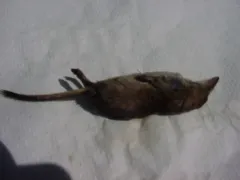 Maritime Shrew thumbnail 2