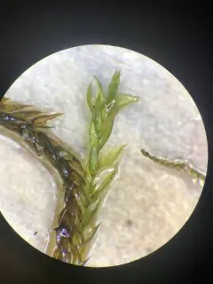 tangled thread moss thumbnail 2