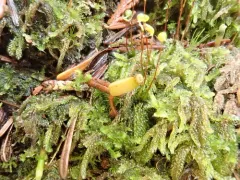 Buxbaumia Moss thumbnail 2