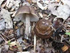 conifer shield thumbnail 1