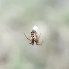 Tuft-legged Orbweaver thumbnail 3