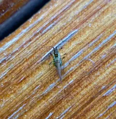 Foxglove Aphid thumbnail 3