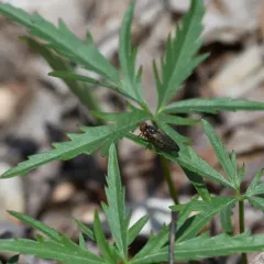 Bucephalina setipes thumbnail 2