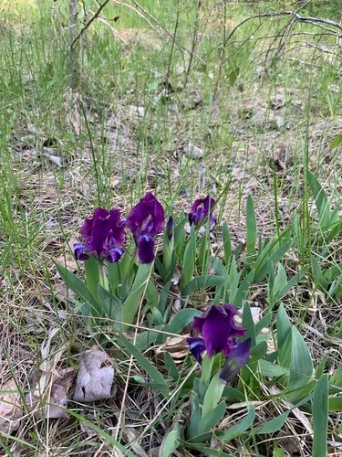 Dwarf Iris
