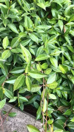 Asiatic jasmine thumbnail 1
