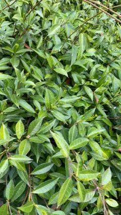 Asiatic jasmine thumbnail 2