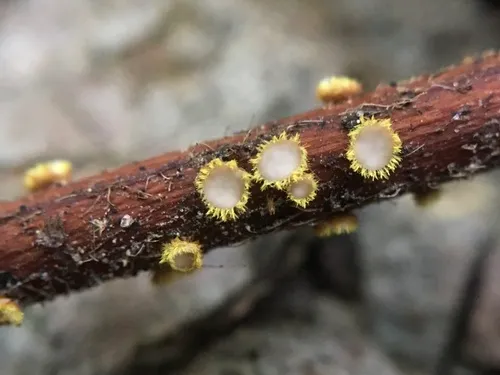 yellow mascara disco