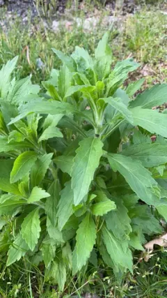 tropical horseweed thumbnail 4