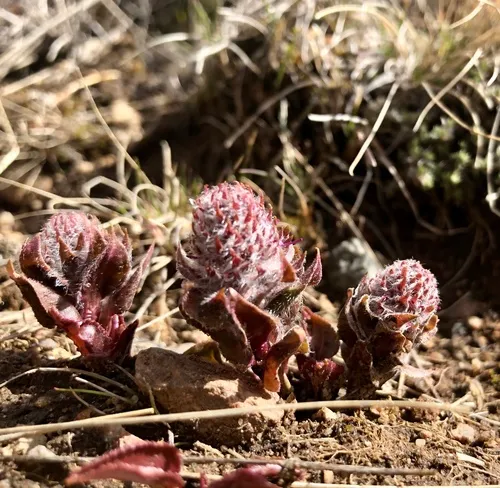 Wyoming kittentails