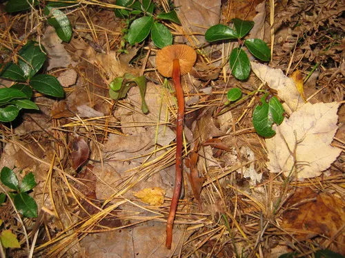 Christina's rootshank