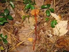 Christina's rootshank thumbnail 1