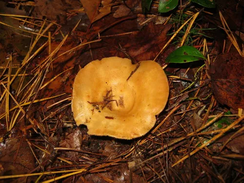 Lactarius croceus