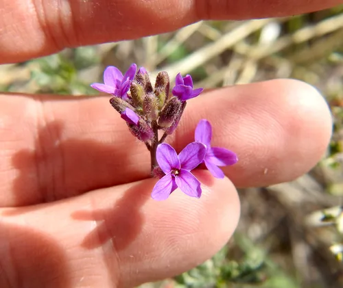 spreadingpod rockcress