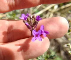 spreadingpod rockcress thumbnail 1