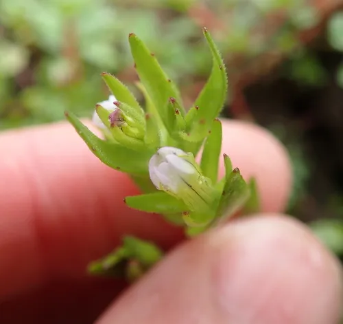 bractless hedge-hyssop
