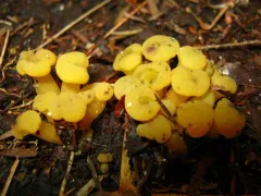 Hypomyces leotiicola thumbnail 2