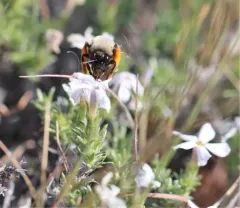 Eucera fulvitarsis thumbnail 4