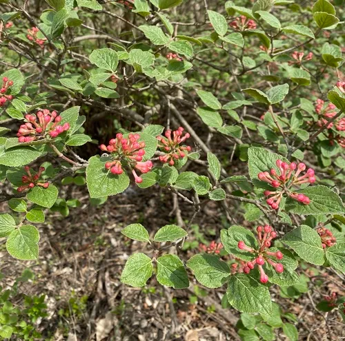 Korean Spice Viburnum
