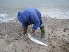 Arctic Char thumbnail 2