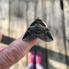 Intent Zale Moth thumbnail 2
