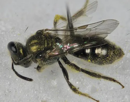 Ellis's Sweat Bee